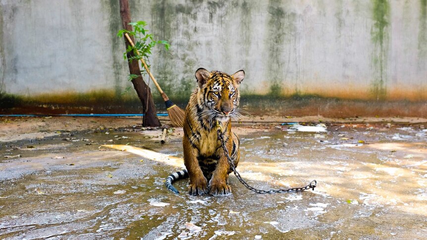 Tiger chained in pen