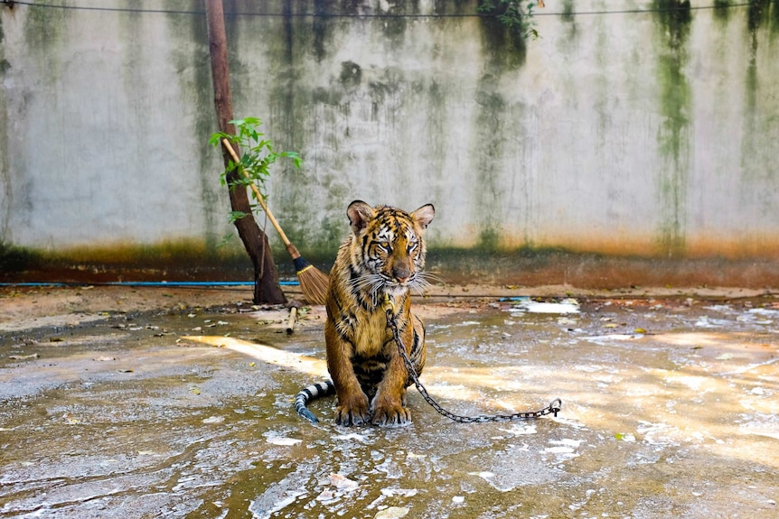 Tiger chained in pen