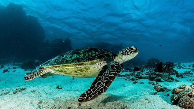 A sea turtle making its way across the ocean bottom