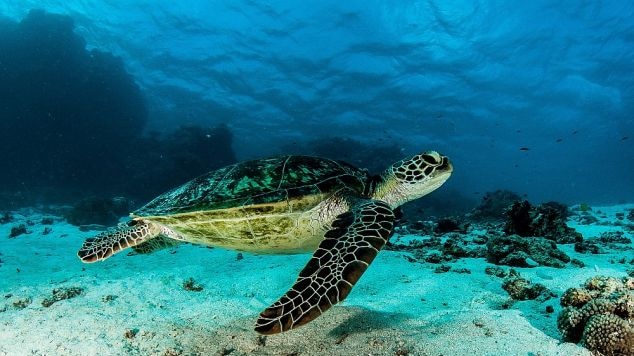 Close up shot of a sea turtle making its way across the ocean bottom