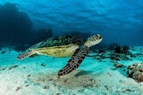 A sea turtle making its way across the ocean bottom