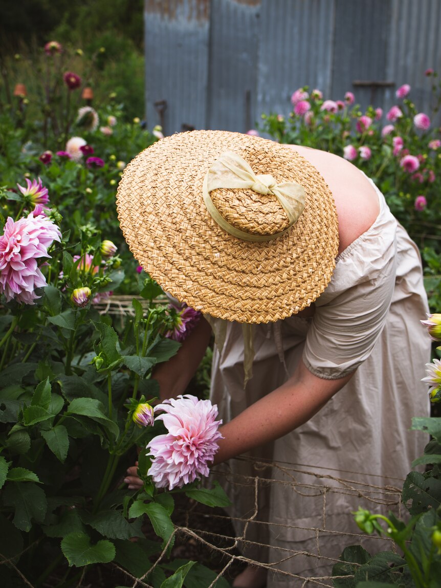 a woman wearing a large straw hat picks a dahlia flower