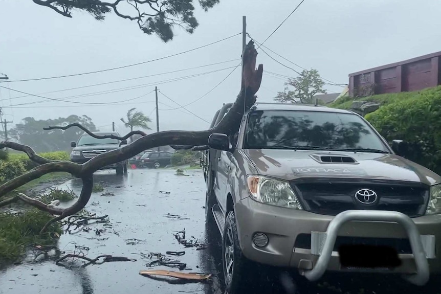 A fallen tree hitting the left side of a car in North Narrabeen