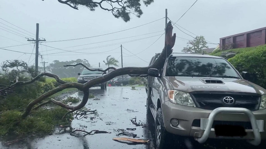 A fallen tree hitting the left side of a car in North Narrabeen