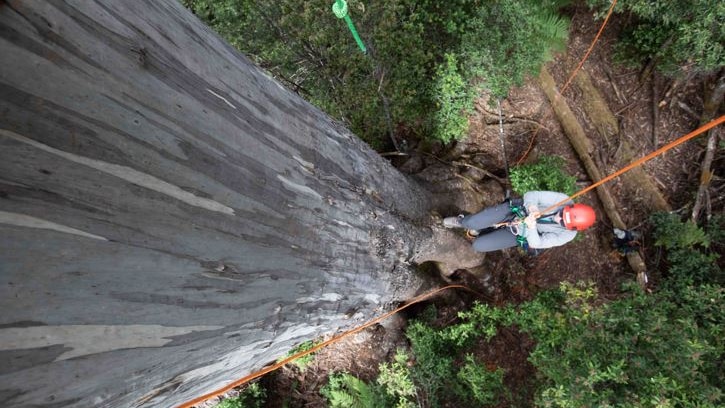 A woman in a harness scaling a tree