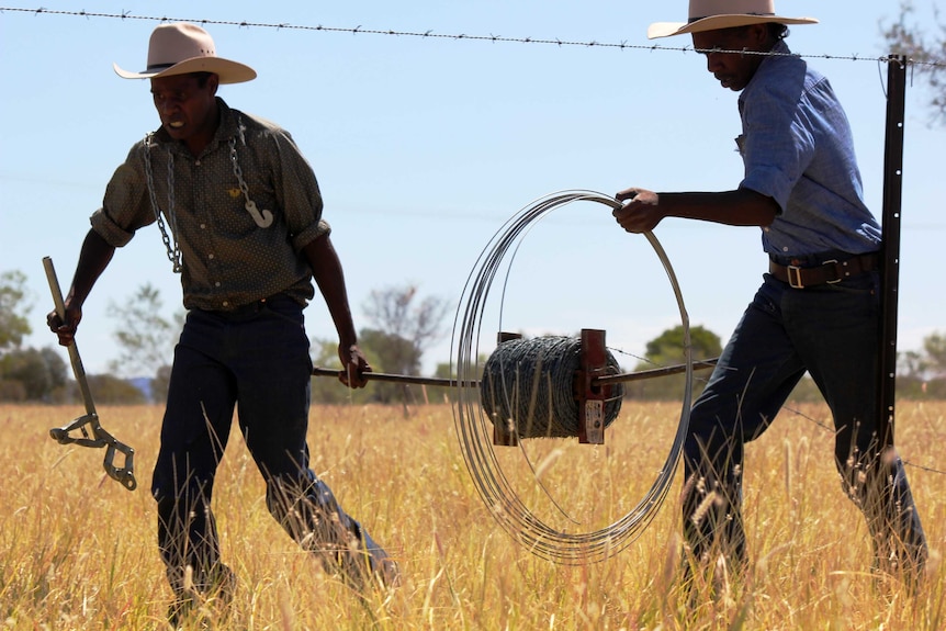 Close shot of two young Indigenous men walking and unrolling barb wire fence as part of constructing a fence in a paddock.