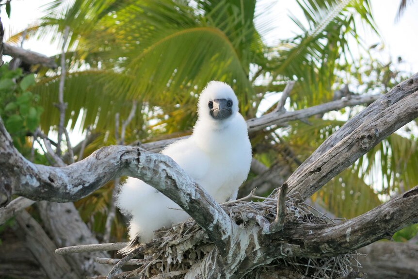A booby chick on the nest over a coral reef lagoon