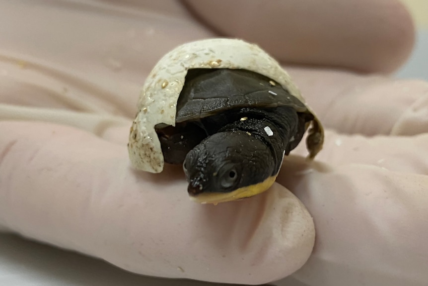 A tiny turtle hatches from an egg being held in the palm of a hand