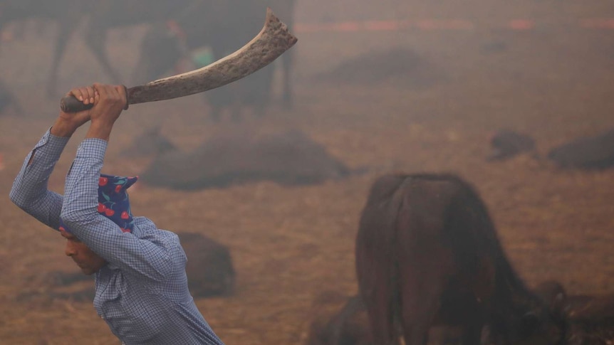 A man holds a blade above his head in an enclosure of buffalo