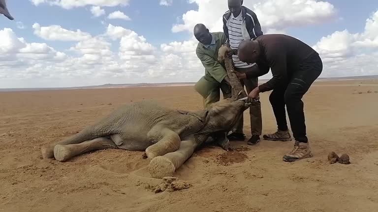 A group of people standing over a small elephant trying to feed it water