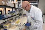 Stephen Cork in the lab at Charles Sturt University