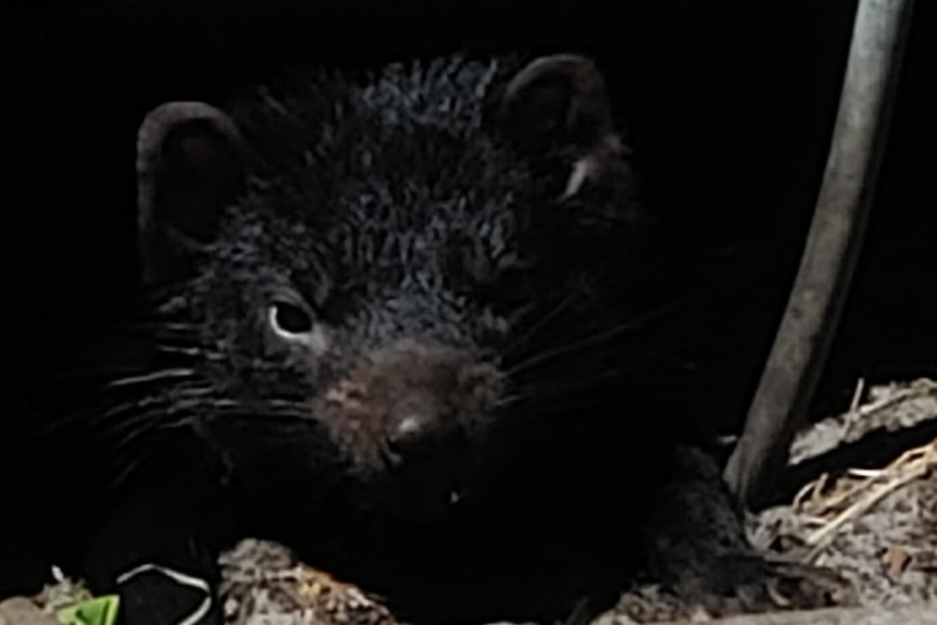 A Tasmanian devil pokes its head out from under a house.