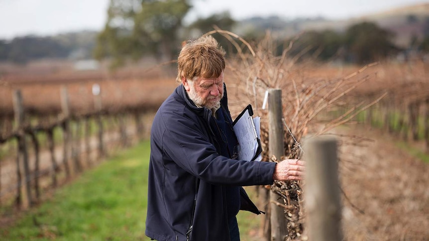 A judge at the SA Pruning Championships Malcolm Parish inspects pruned vines.