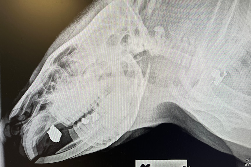 X-ray of a wombat.