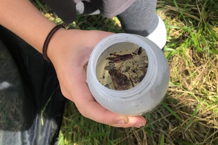 A hand holds a water bottle containing different insects in liquid