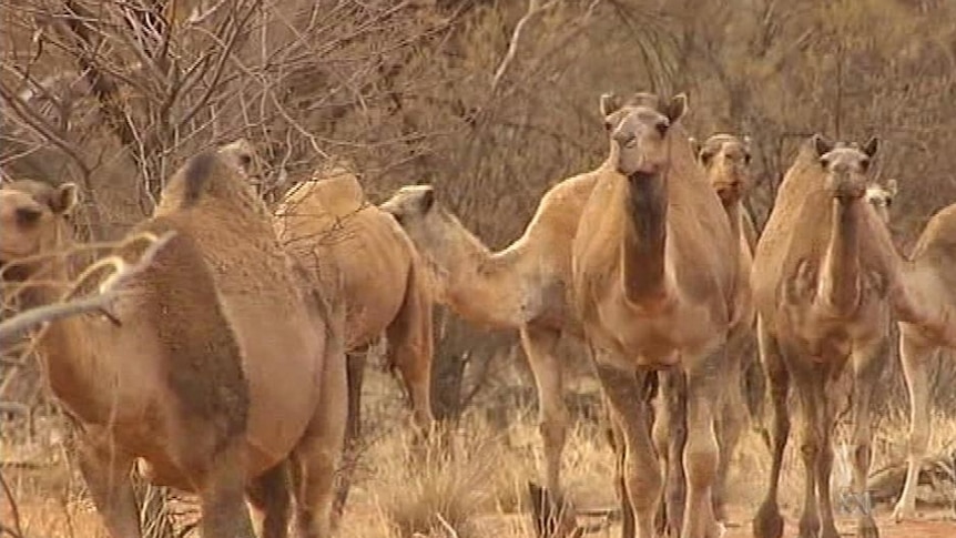 Scientists warn of camel meat dangers