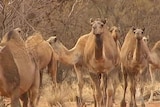Scientists warn of camel meat dangers