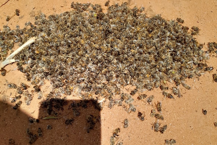 A pile of thousands of dead bees on Mr Johnstone's property.