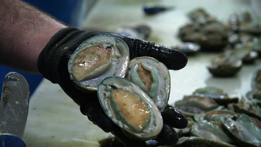 Abalone being processed
