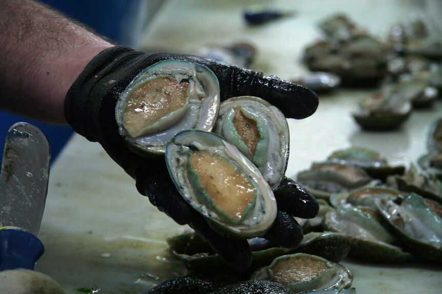 Abalone being processed