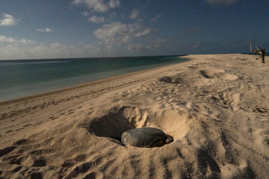A female turtle lies in a little sandy crater on a long sandy bank at night.
