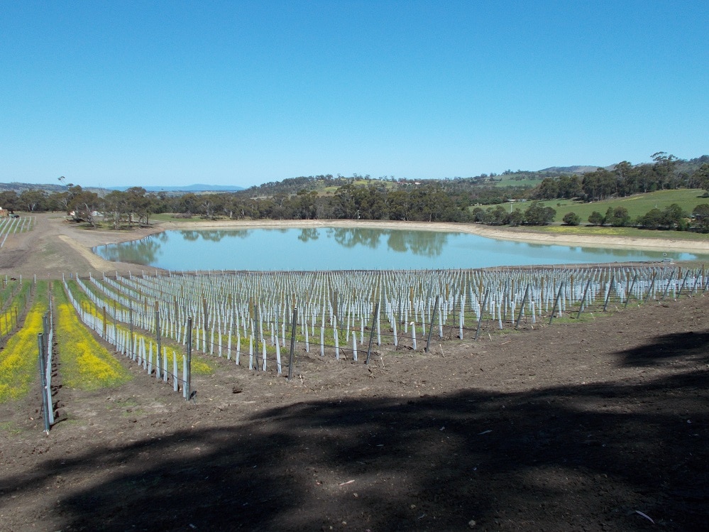 Brand new vineyard for a Tasmanian sparkling wine company ABC listen