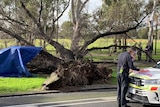 Paramedics talk to police near a fallen tree at Princes Park.