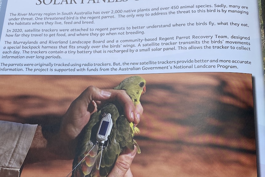 Within the contents of a book, a green parrot is being held by a human, wearing a small solar panel on its back.
