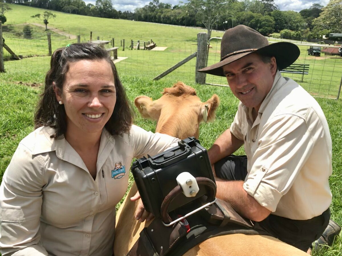 Maleny Dairies defies dairy downturn, with 6m upgrades and 'cowcam