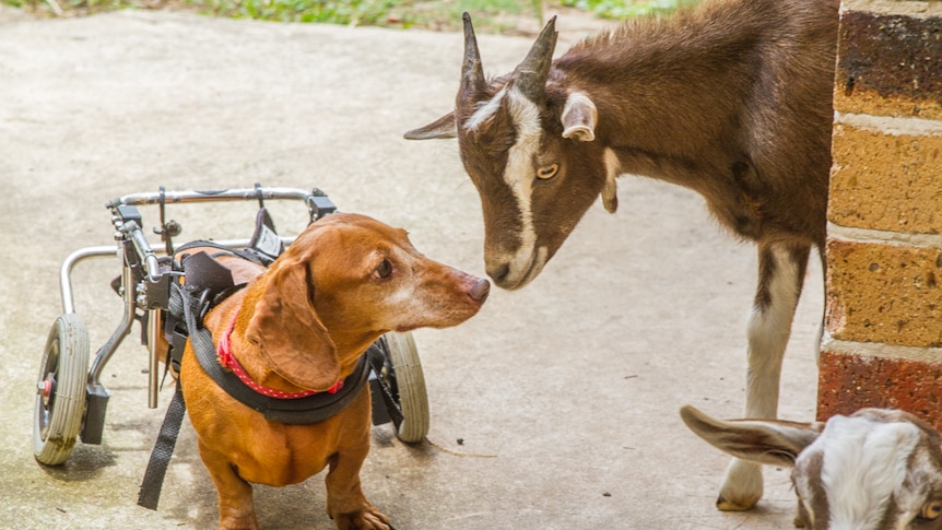 One of the dogs in a wheelchair meets the young goats.