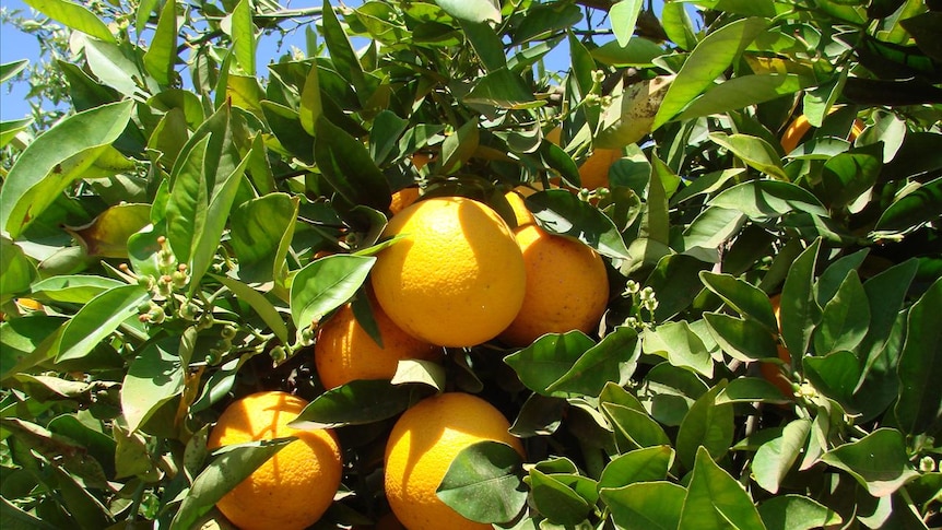 Hillston oranges