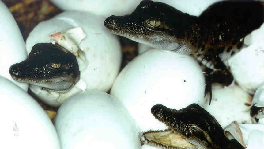 baby salt water crocs and eggs