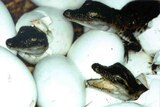 baby salt water crocs and eggs