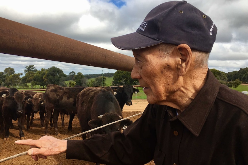 Mr Shogo Takeda looks at some Wagyu cattle in Western Australia.