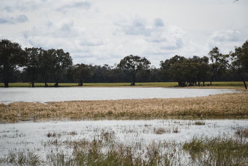 Flooded farmland.