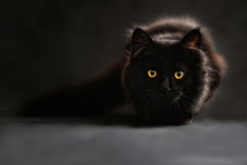 A photo of a black cat faintly distinguishable from a black background.