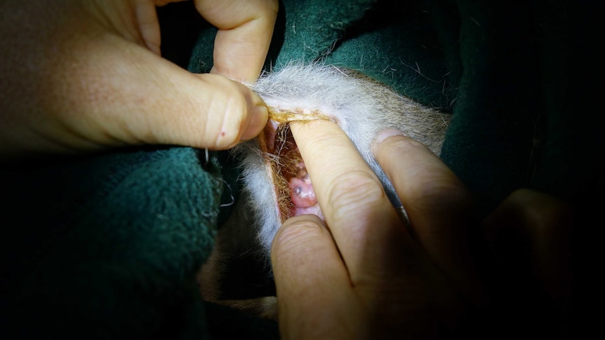 An eastern bettong joey in its mother's pouch.