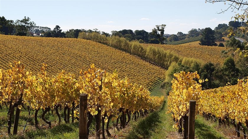 Golden vineyards at Summertown