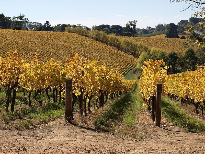 Golden vineyards at Summertown