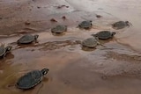 turtles can be seen walking over a river bank to swim into the Itenez River