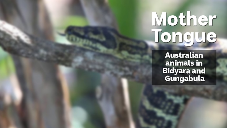 A snake in a tree, text overlay reads 'Mother Tongue Australian animals in Bidyara and Gungabula'