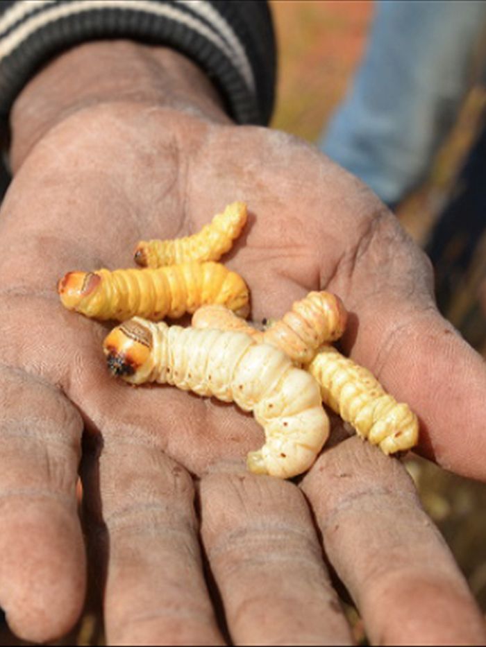 Witchetty grub DNA sheds light on Indigenous bush food eaten for thousands  of years - ABC News