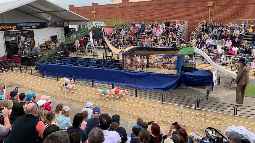 Pig racing at the Royal Adelaide Show.