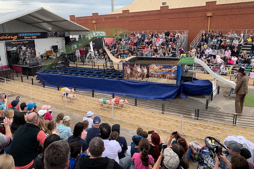 Pig racing at the Royal Adelaide Show.