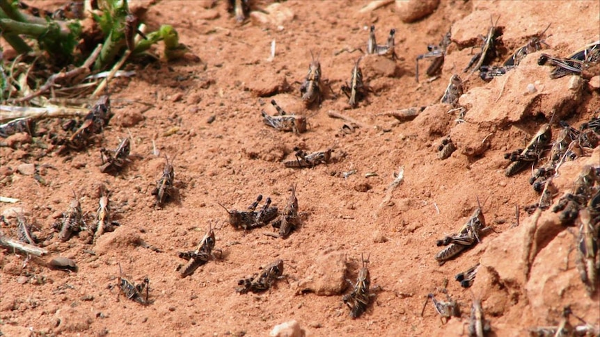 Locusts on the march