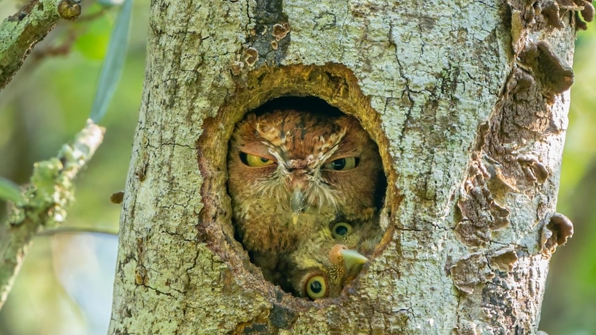 Two owlets squeeze into the nest hole in a tree trunk. Owl's facial expression doesn't look impressed. 