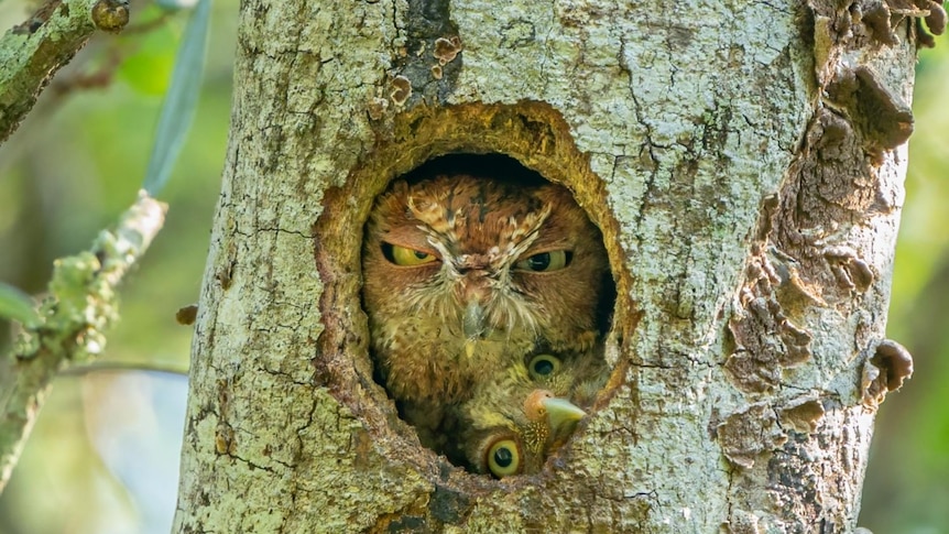 The finalists of the 2022 Comedy Wildlife Photo Awards