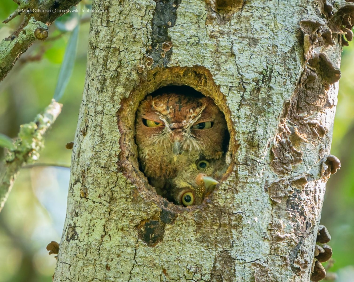 Two owlets squeeze into the nest hole in a tree trunk. Owl's facial expression doesn't look impressed. 