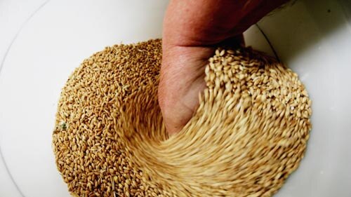Australian researchers think their new wheat varieties should better resist disease