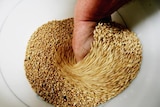 Australian wheat is tested as it arrives at Edgeroi receiving station in Edgeroi,